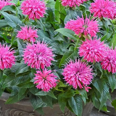 #ad 1000 Pink Bee Balm Seeds Monarda – Perennial Flower for Pollinators Zones 4–9 $5.95