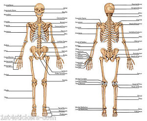 Anatomia Umana Corpo Ossa Dettagliate Scheletro Poster Stampa Grande Qualita 2 Ebay