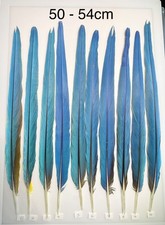 Parrot Macaw Feather Crafts DreamCatcher Jewellery Headdress Spiritual Quill Pen