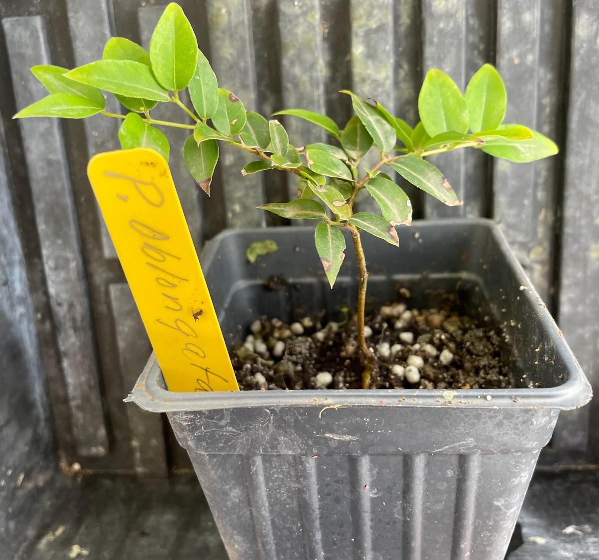 JABOTICABA AZEDA~ Plinia Oblongata rare Jabuticaba Fruit Tree live