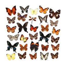 30 Pcs Taxidermy Butterfly Real Butterfly Specimen Artwork Material Decor Nat...