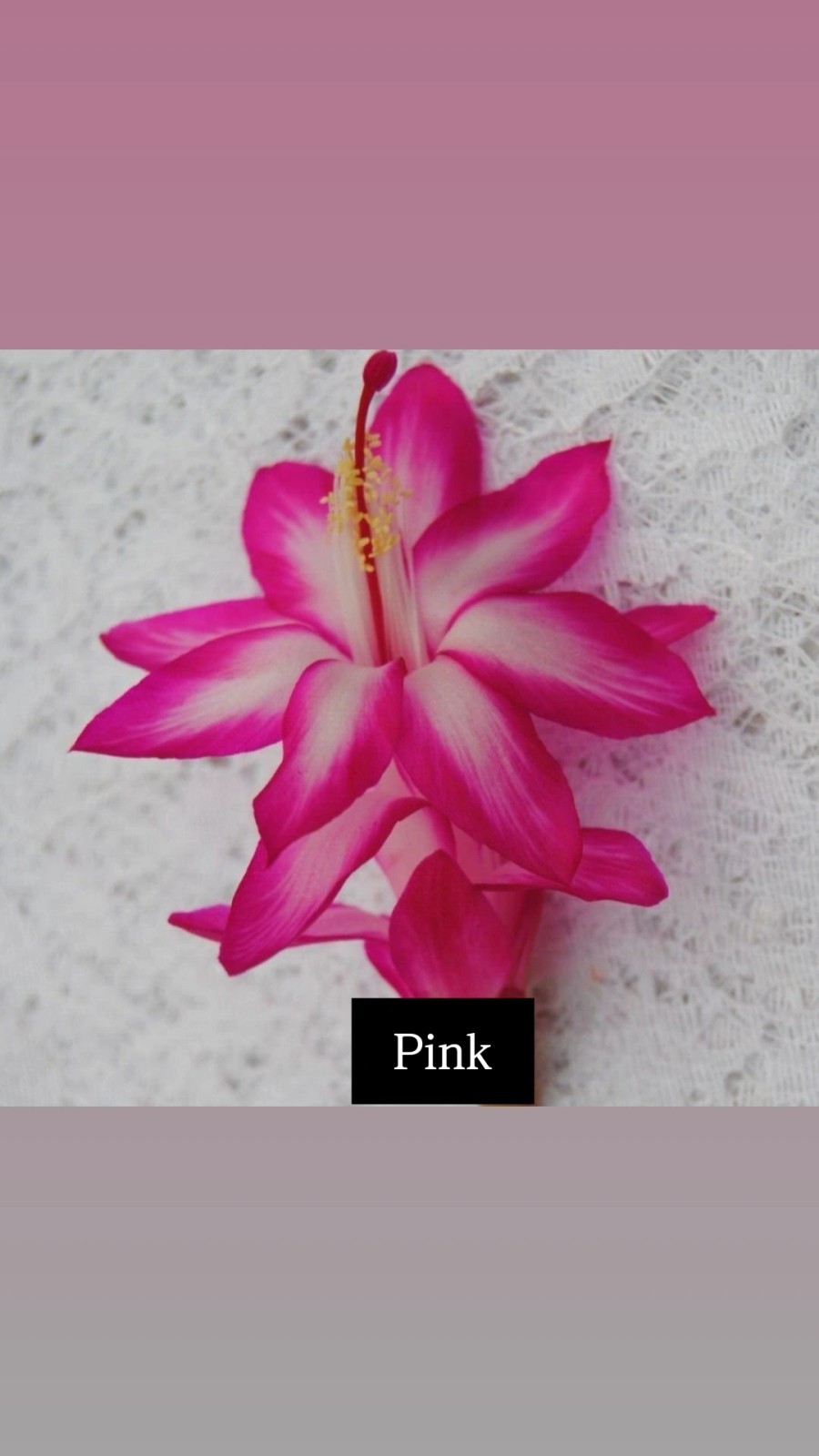 5 CUTTINGS From 5  Different Color NO Roots Thanksgiving/ChristmasCactus Labeled