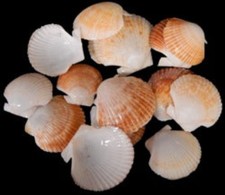Baby Deep Scallop Half Shells size 1 1/2 to 2" Sold by the 1/4 pound