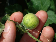 Cucumis melo ssp agrestis, Wild Musk Melon - 10 Sementes