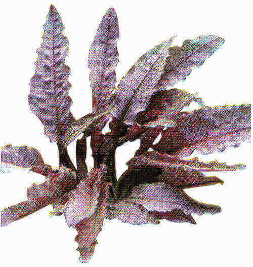 Wasserkelch Cryptocoryne spec. Flamingo In-Vitro