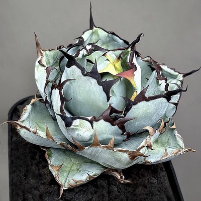 10CM Agave Titanota Blue Whale Agavaceae Succulent Agave Plant Home Garden Plant