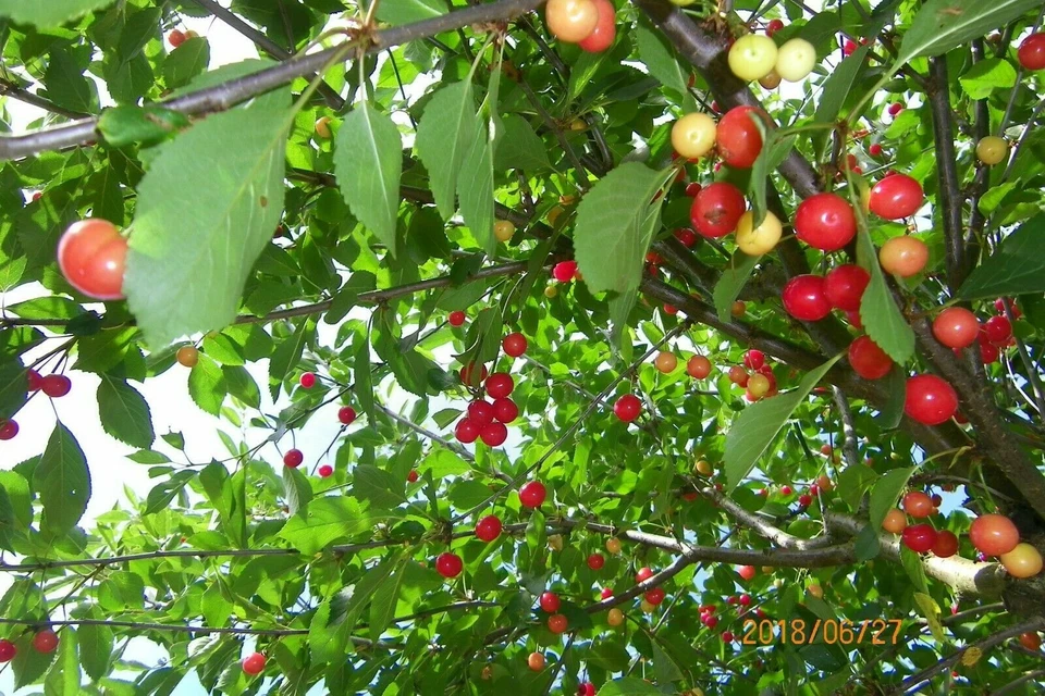 British Columbia Early Richmond Cherry Tree Seeds - High Yielding Juicy Cherries - Image 3 of 4