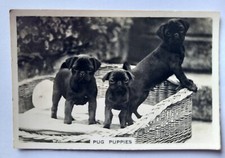 Senior Service Cigarettes Cards-Dogs Series-Card #10-Pug Puppies