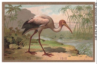 CAR-AHLP31-1606-CHROMOS - IBIS