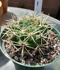 Gymnocalycium Pflanzii Cactus HUGE  ships In A 6" Pot Blooms Pink! Beautiful!