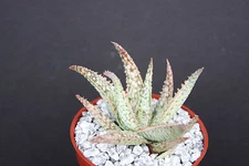 ALOE cv WHITE LIGHTNING, exotic hybrid rare white color succulent plant 4" pot