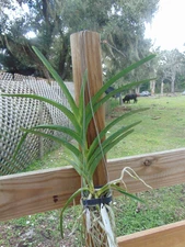 Vanda Viboon Yellow Bloom size 3" basket LARGE PLANT