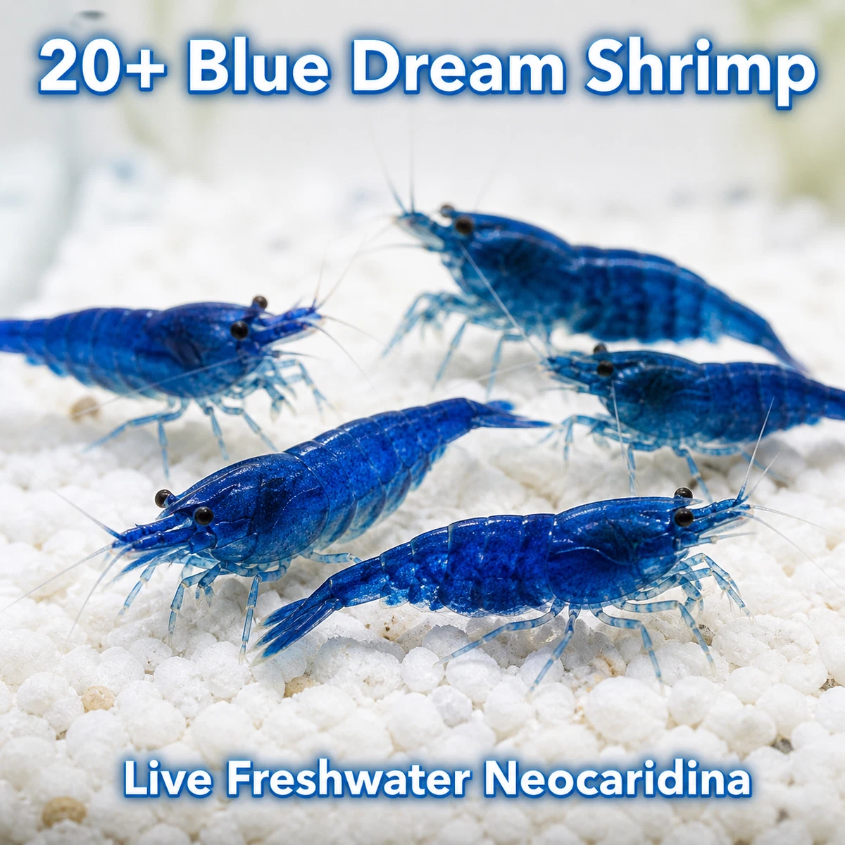 Aqua Shrimp出品 Black Tiger Prawns for Export to Japan Meet International Standards