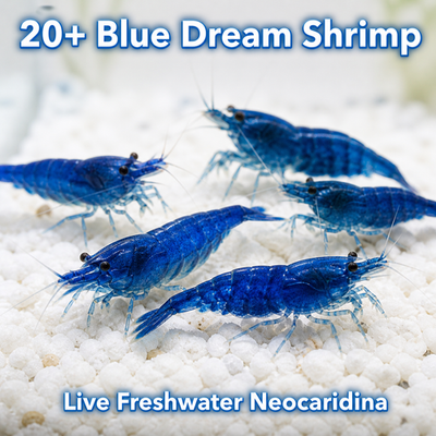 #ad 20 Blue Dream Shrimp Live Neocaridina Freshwater Aquarium Live Arrival $35.99
