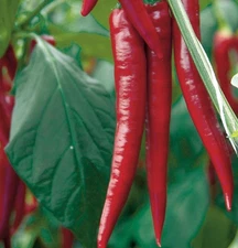 HOT THAI PEPPER SEEDS 30+ ASIAN vegetable GARDEN spicy CAPSICUM FREE SHIPPING