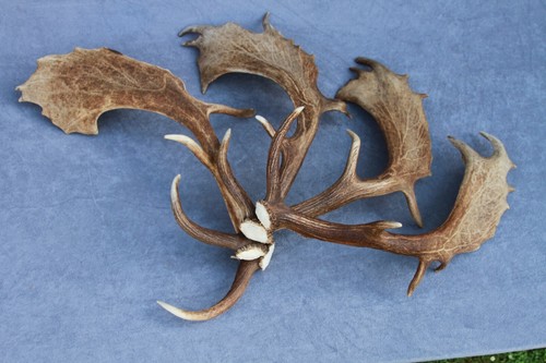 SET OF 4 SHED FALLOW DEER ANTLERS (WALL DISPLAY, FURNITURE, CARVING, CHANDELIER) - Picture 2 of 13