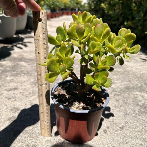 Crassula ovata – Big Jade Plant, 13”Tall, 6in pot,live/real Succulents/Tree - Picture 2 of 6