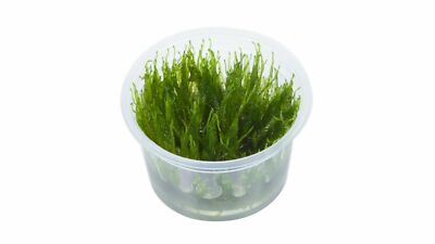 Taiwan Moos 5g lebende tropische Aquarium Teichpflanze Aquascape