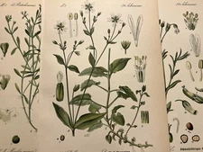 Illustration 1886 Pictures Lithograph Flora Botanica Flower Plant Fruit Antique