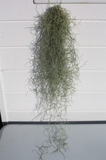 Spanish Moss (Tillandsia) Bushy 50cm – Trailing Indoor Air Plant – Dutch Grown