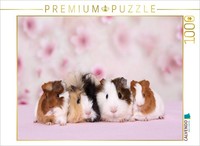 Calvendo Puzzle Meerschweinchen | 1000 Teile Lege-GrößE 64 × 48 Cm Foto-Puzzle F