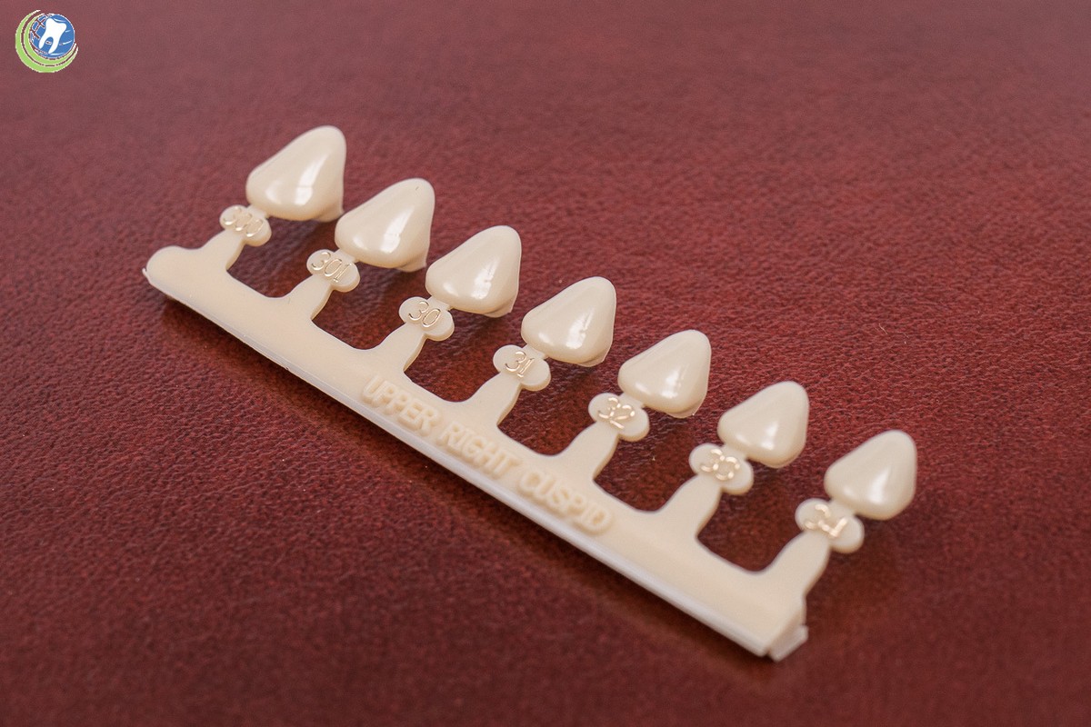 6 & #27 Tooth Upper Lower Right Cuspid Polycarbonate Crowns Caps