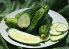 30 Boston Pickling Cucumber Seeds