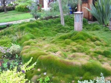 Rare Zoysia tenuifolia Korean Grass seeds - 1/8 lb - fresh, coated, Imported