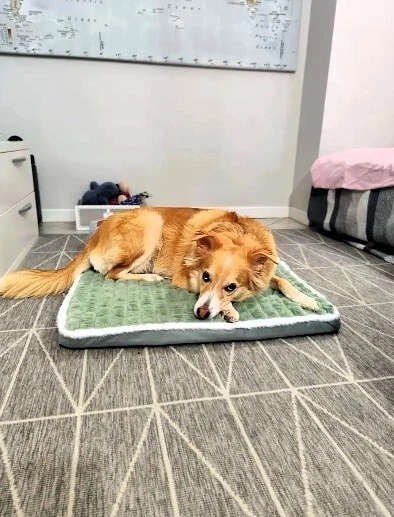 Letto Ortopedico per Cani e Gatti in Memory Foam – 60x40 cm – Sped. Gratuita - Immagine 3 di 4