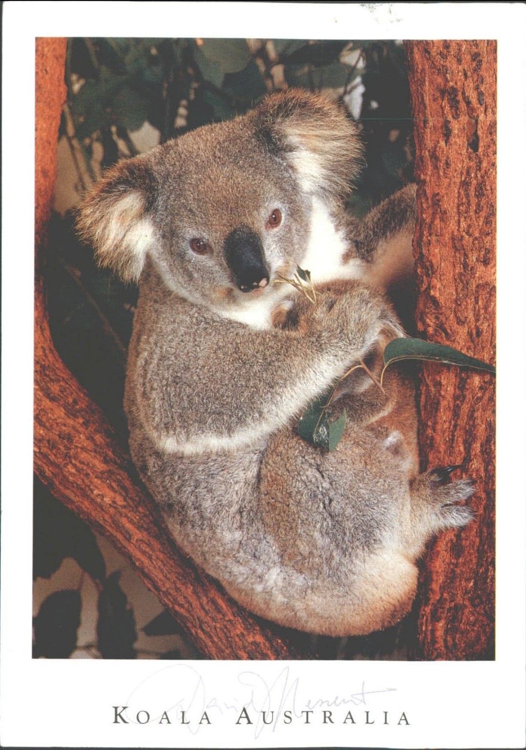 Vintage Koala Australia Postcard David Messent Photography Posted UK