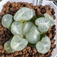Hermosa planta rara de jardín Haworthia Maughanii Aurora de crecimiento de semillas de 5 cm de 1 pieza
