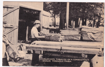 connecticut tobacco history shade Polish Tobacco Farmers in the