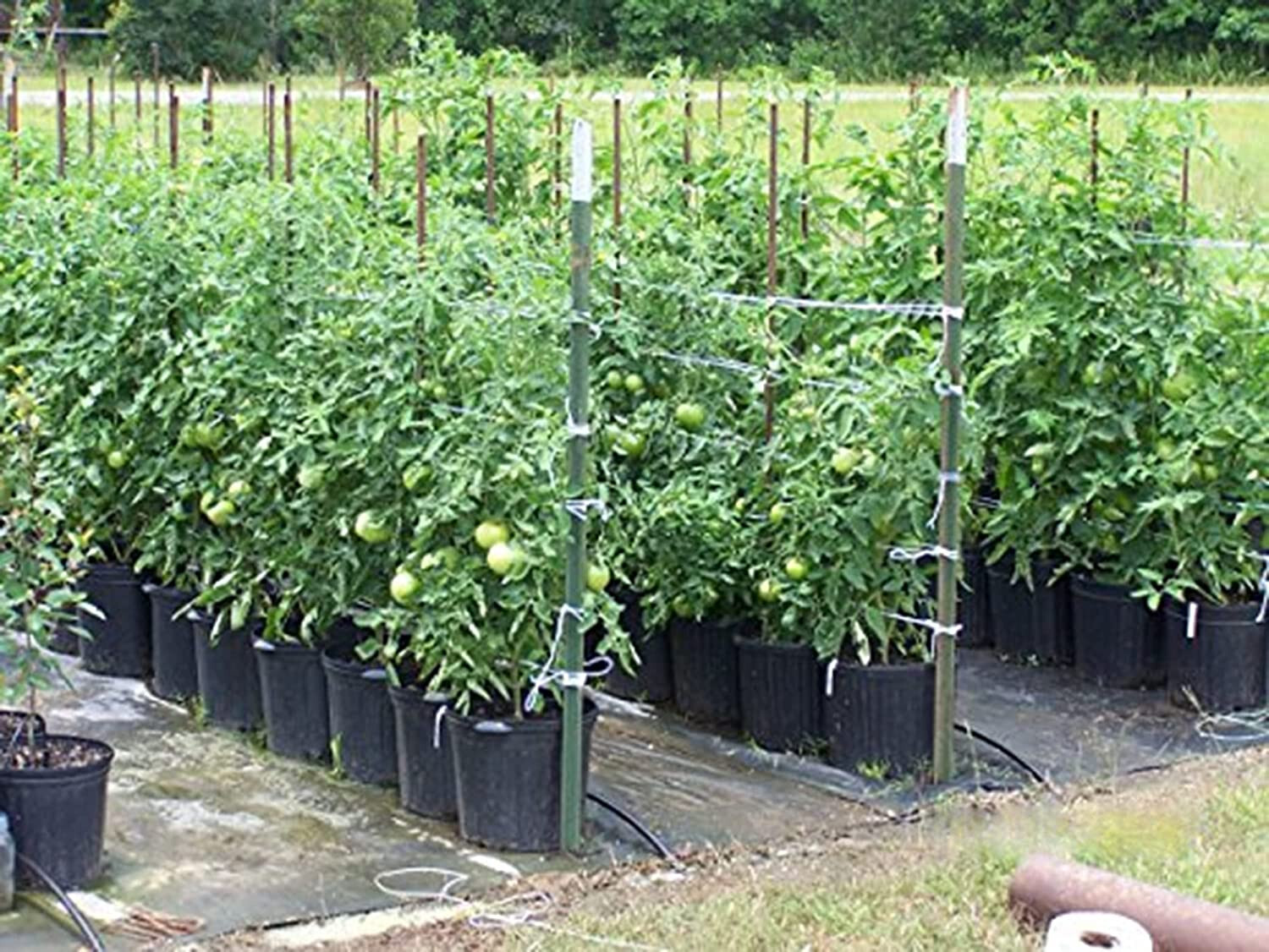 6300 FT Tomato Tying Garden Twine, Heavy Duty, White eBay