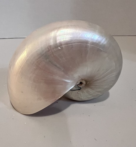 POLISHED WHITE PEARL NAUTILUS SEA SHELL BEACH DECOR 4.5” - 5” (XX) Beautiful! - Picture 3 of 5