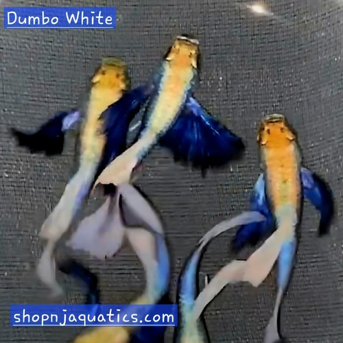 Rare VIP Albino Red Koi short body Guppies - 1 pair - 1M/1F - usa seller