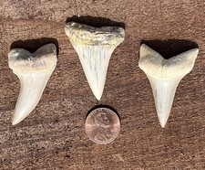 3 Sharks Teeth 1 5/8 - 1 3/4 Inch- Mako Megalodon Era Sharks Fossils Tooth