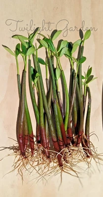 20 ROOTED Mangroves Plant- Red Mangrove Seeds - Aquarium Saltwater Freshwater