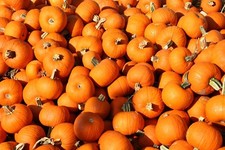 Vegetable Seeds -Small Sugar Pumpkin 250 Seeds -Wholesale Bulk Price