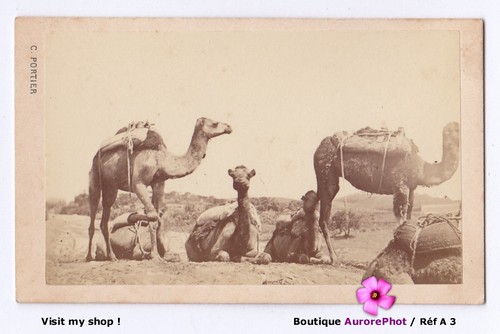 Groupe Chameau Meari caravane par Portier Alger 1865 Photo CDV Type