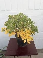 Lucky Yellow Jade Plant