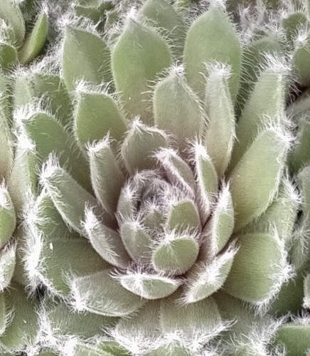 MIXED SEMPERVIVUM X 10 Pack Different Varieties Colourful Succulent Plant - Picture 10 of 10