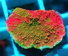 Grafted Montipora Capricornis Frag Zoanthids Zoa Paly SPS LPS Corals, WYSIWYG — photo 1