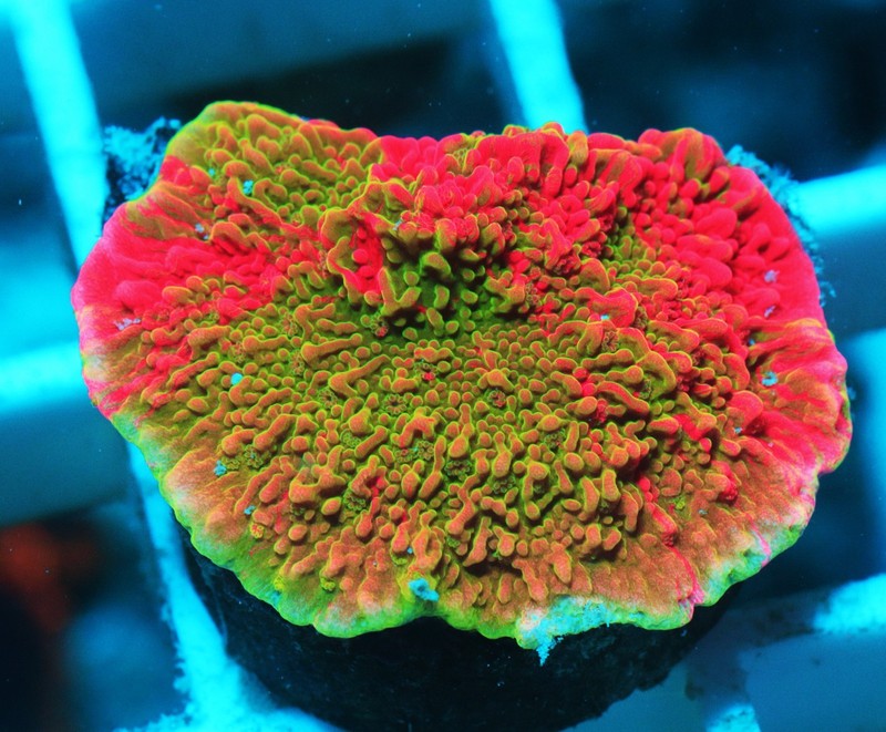 Grafted Montipora Capricornis Frag Zoanthids Zoa Paly SPS LPS Corals, WYSIWYG