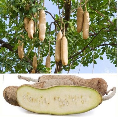 Poudre Kigelia Africana 100g - Pour Galbe Fesses, Hanches Et Seins - Naturelle