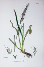 Original Old Antique Print Botany Plants C1902 Downy Oat-Grass Avena Pubescens