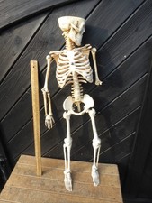 75cm tall Anatomical Human Skeleton / Plastic Skeleton Teaching Aid - incomplete