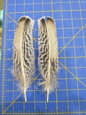 Y287 Pair Silver Penciled Turkey Wing Feather