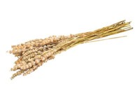 Nadeco Wilder Salbei Im Bund Ca. 70Cm Dried Salvia Wild Boho Deko Wiesensalbei