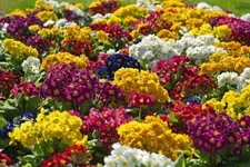 Primula  Crescendo Mix    500 seeds
