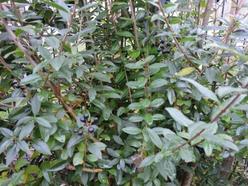 rare philodendron Philodendron Melanochrysum Variegata - Rare Plant - Beautiful Plant main image 1